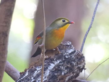 Fri, 1/19/2024 Birding report at グリーンピア春日井