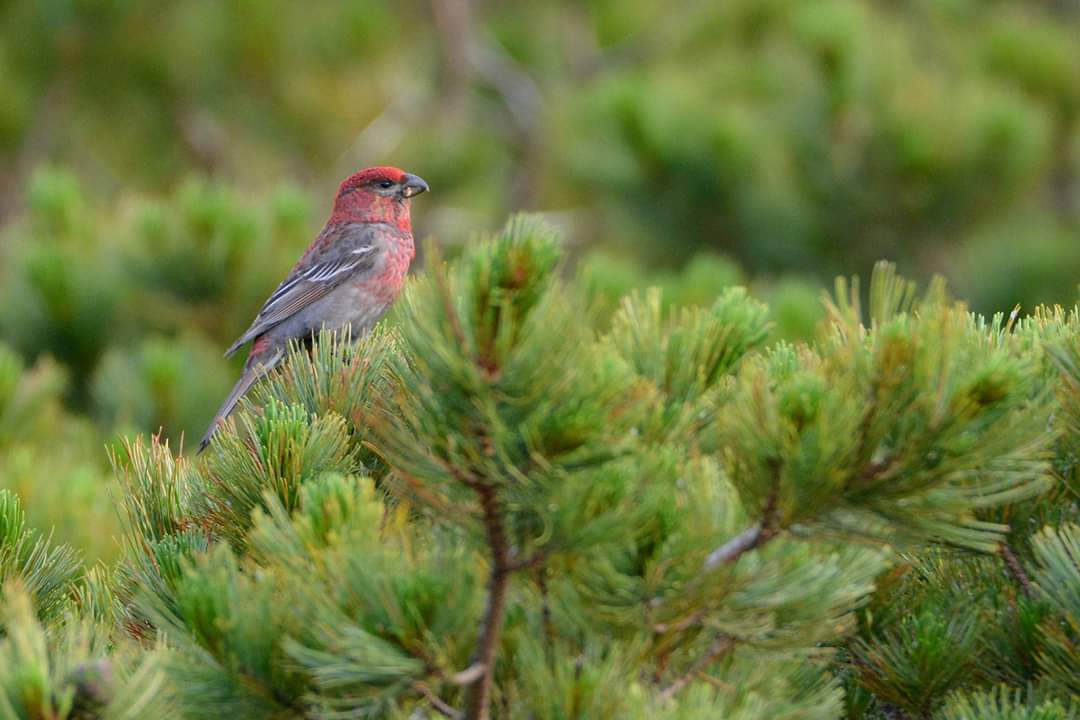 Photo of Pine Grosbeak at 北海道 by Markee Norman