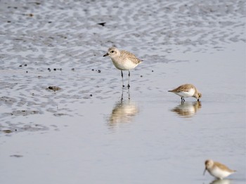 ダイゼン ふなばし三番瀬海浜公園 2024年1月3日(水)