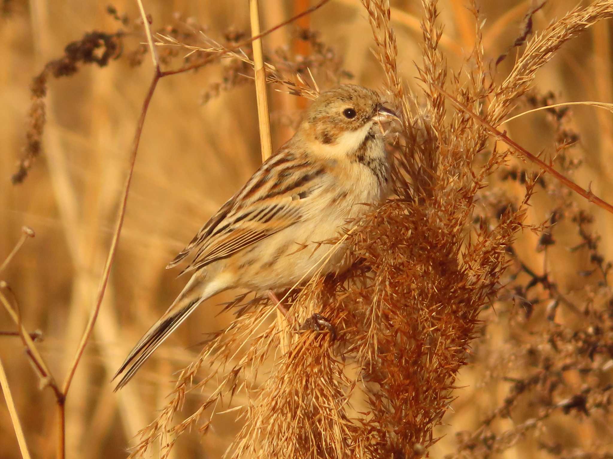 Photo of Pallas's Reed Bunting at 多摩川二ヶ領宿河原堰 by ゆ