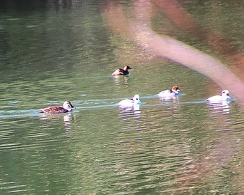 カルガモ 大阪府岸和田市 蜻蛉池公園 2024年1月17日(水)