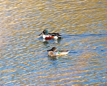 Northern Shoveler 大阪府岸和田市 蜻蛉池公園 Wed, 1/17/2024