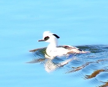 Smew 大阪府岸和田市 蜻蛉池公園 Wed, 1/17/2024