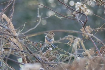 Siberian Long-tailed Rosefinch 海上の森 Fri, 1/19/2024