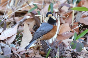 ヤマガラ こども自然公園 (大池公園/横浜市) 2024年1月14日(日)