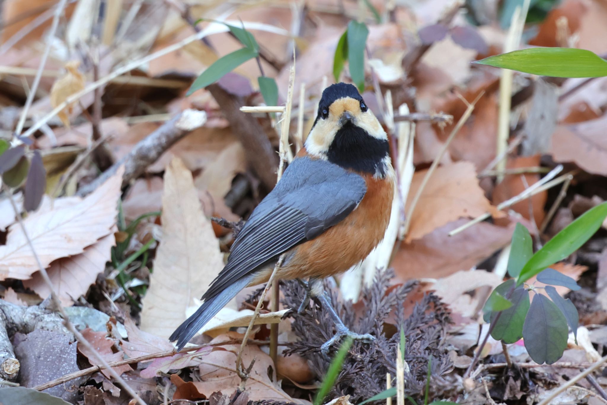 Varied Tit