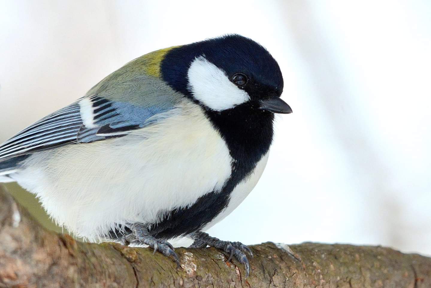 Photo of Japanese Tit at 北海道 by Markee Norman