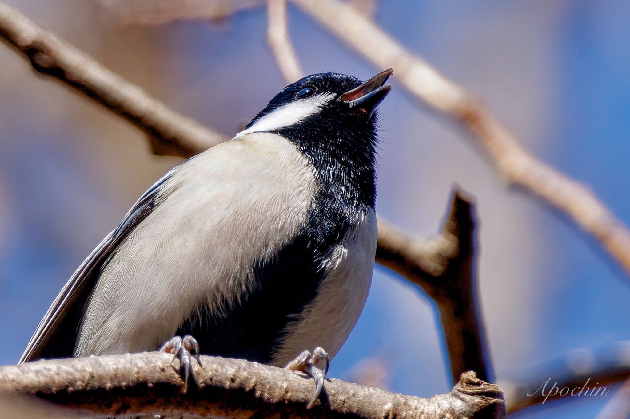 Japanese Tit