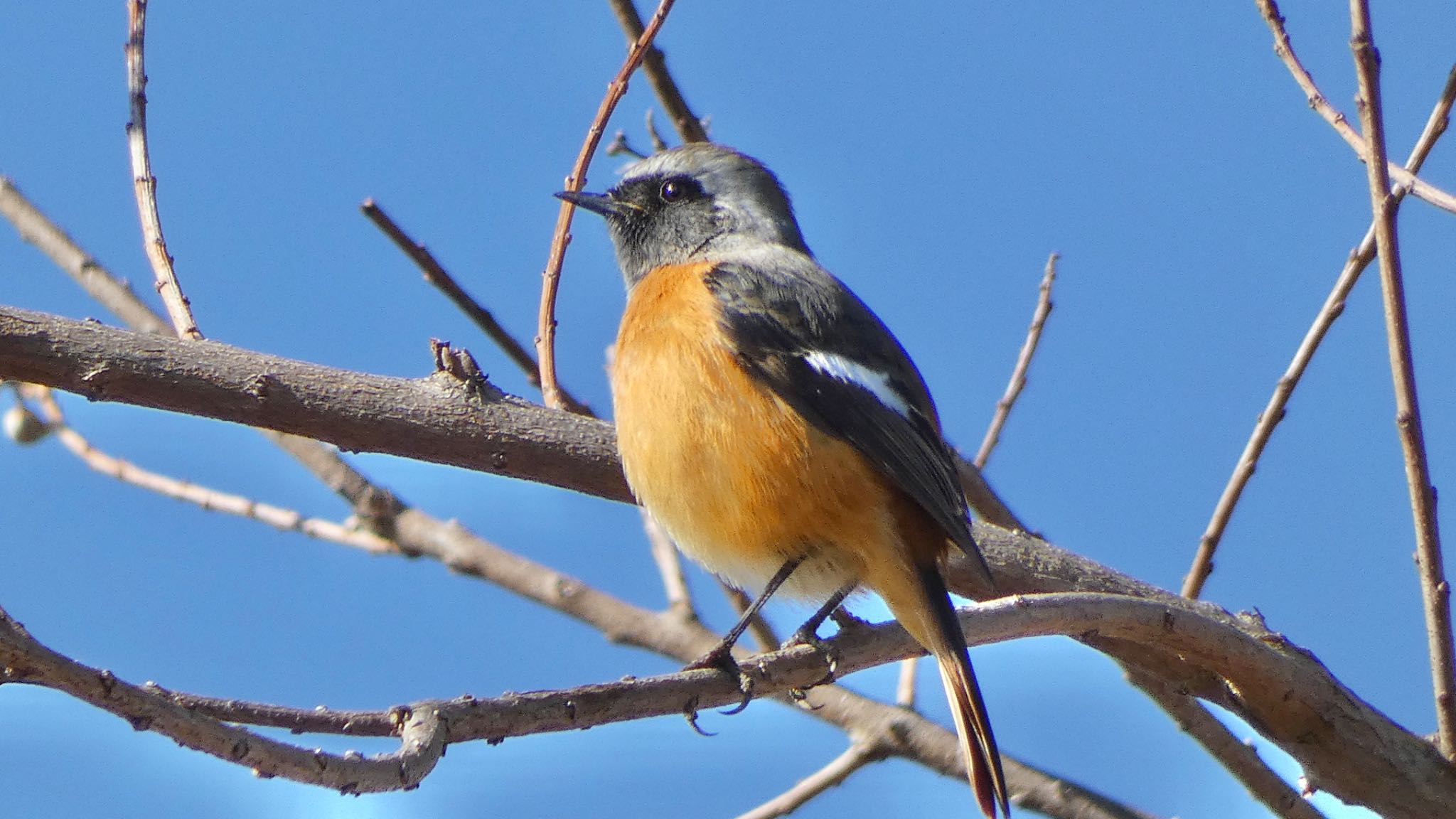 Daurian Redstart