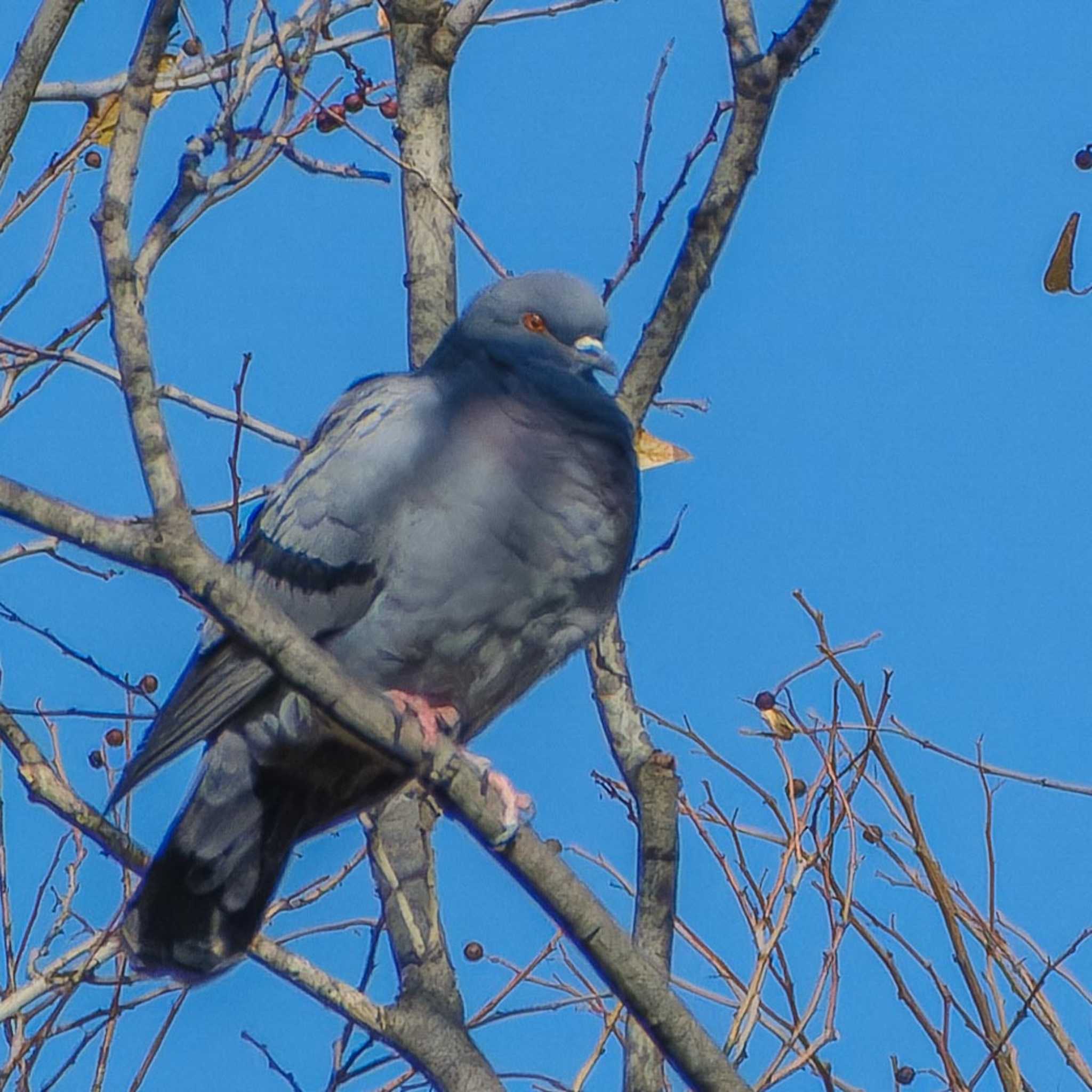 鴨川 カワラバトの写真 by K.AKIYAMA