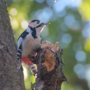 Great Spotted Woodpecker Akigase Park Mon, 1/8/2024
