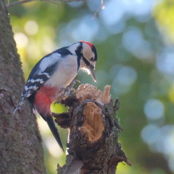 Great Spotted Woodpecker Akigase Park Mon, 1/8/2024