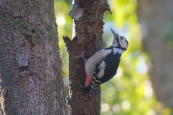 Great Spotted Woodpecker Akigase Park Mon, 1/8/2024