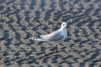 Fri, 1/19/2024 Birding report at 船橋三番瀬