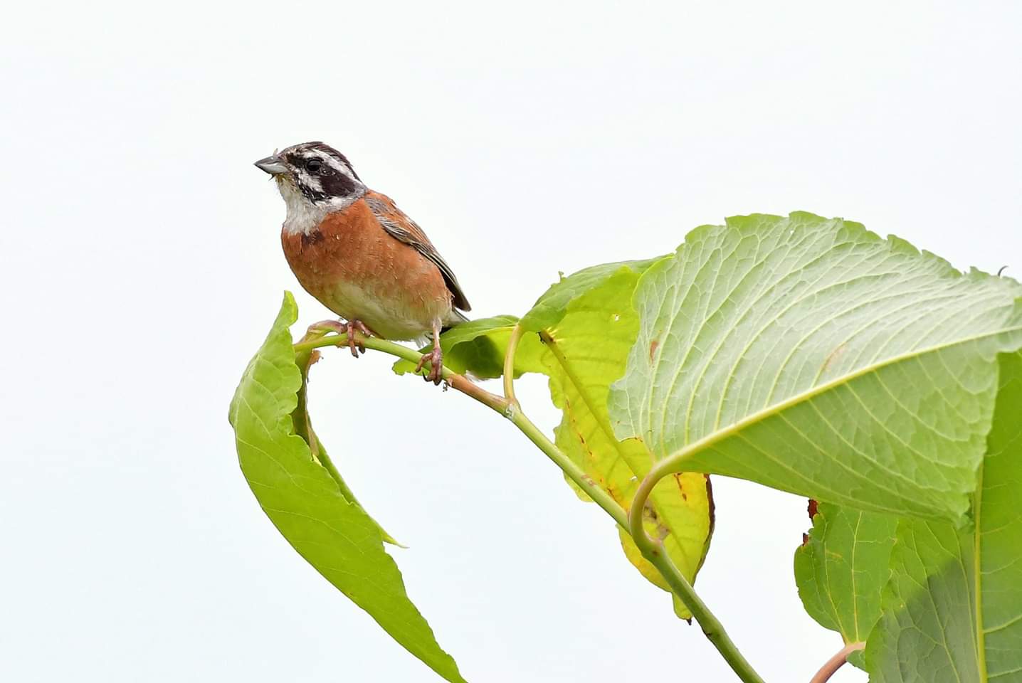 Meadow Bunting