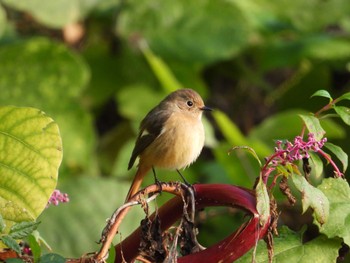 Daurian Redstart 雪入ふれあいの里公園 Sat, 11/18/2023