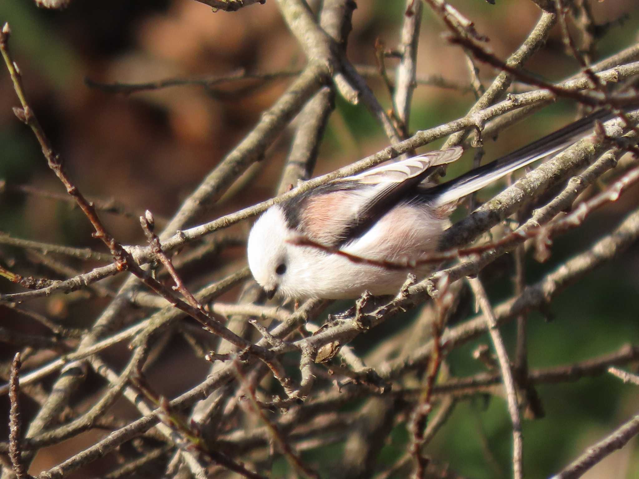 Long-tailed tit(japonicus)