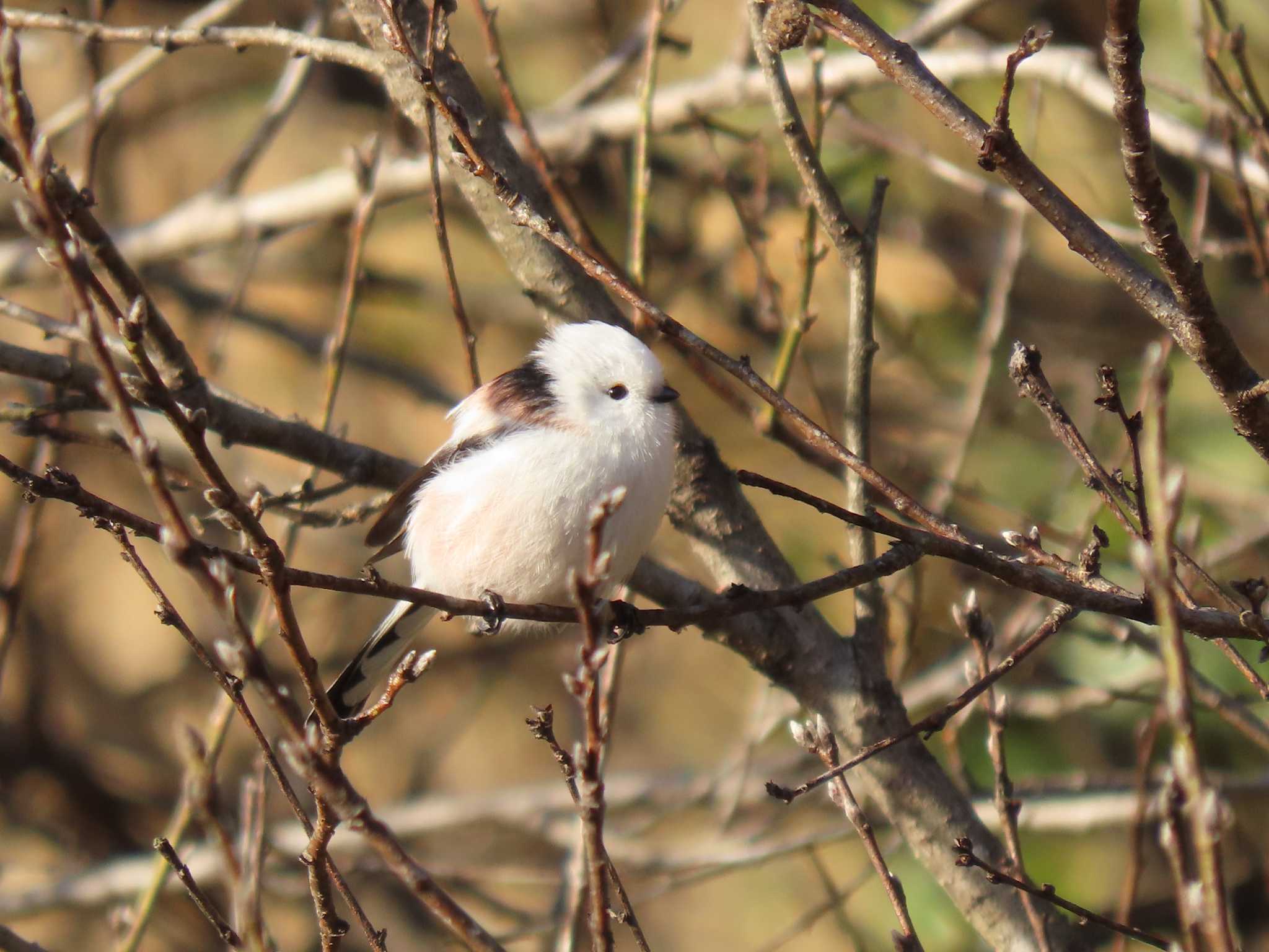 Long-tailed tit(japonicus)