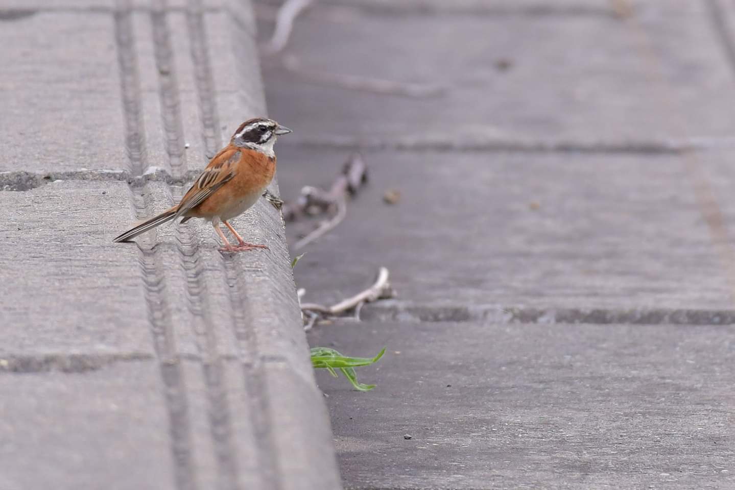 Meadow Bunting