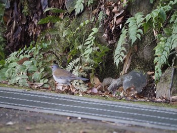 シロハラ 生田緑地 2024年1月14日(日)