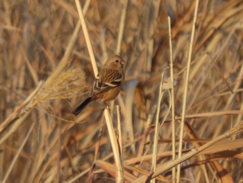 Siberian Long-tailed Rosefinch Watarase Yusuichi (Wetland) Fri, 12/29/2023