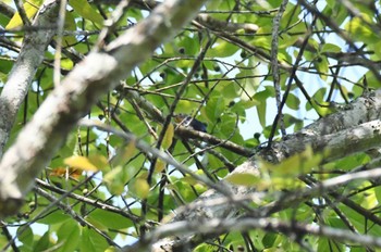 Sapphire Flycatcher Doi Sanju Wed, 2/22/2023