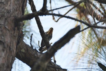 Sapphire Flycatcher Doi Sanju Wed, 2/22/2023