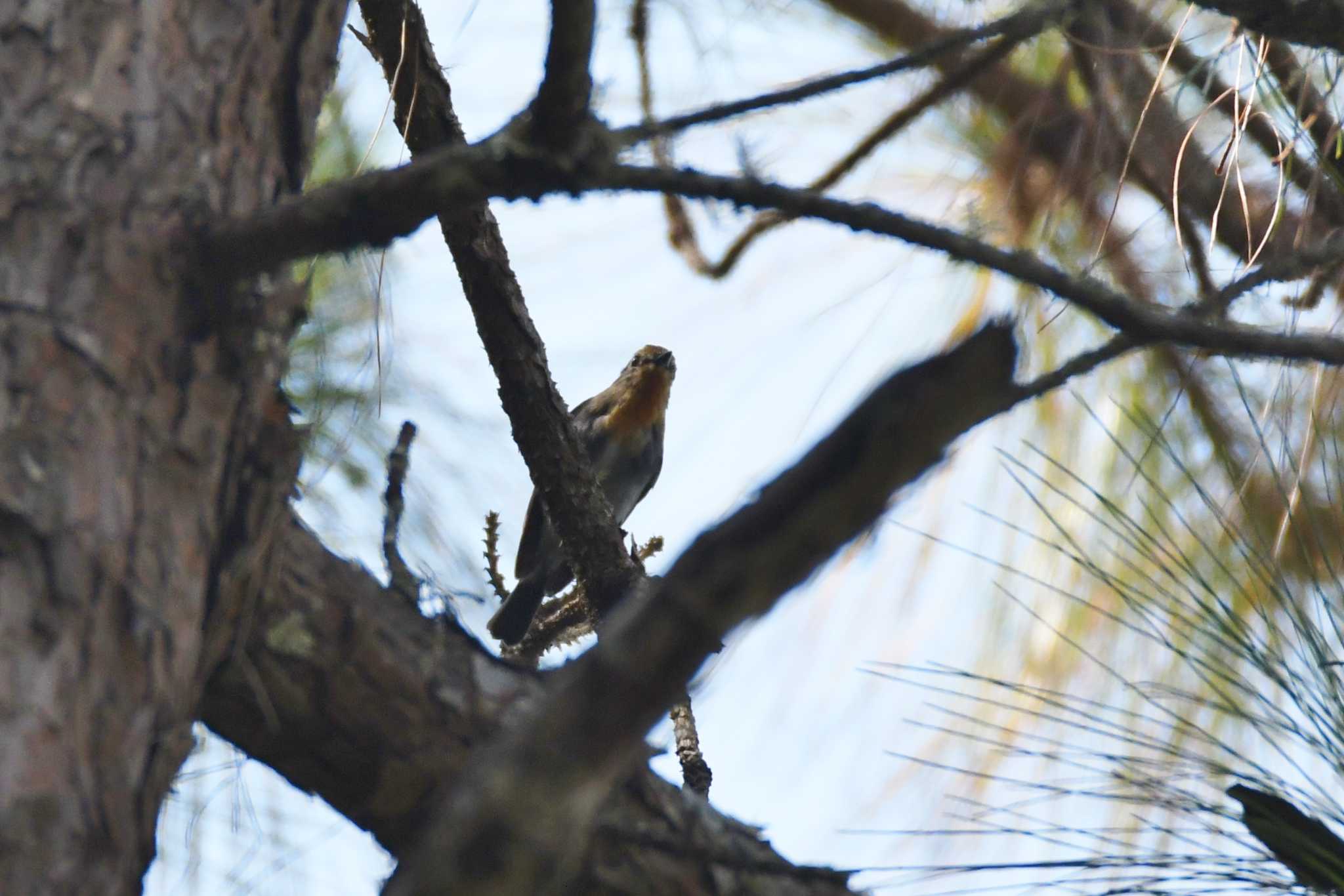 Sapphire Flycatcher