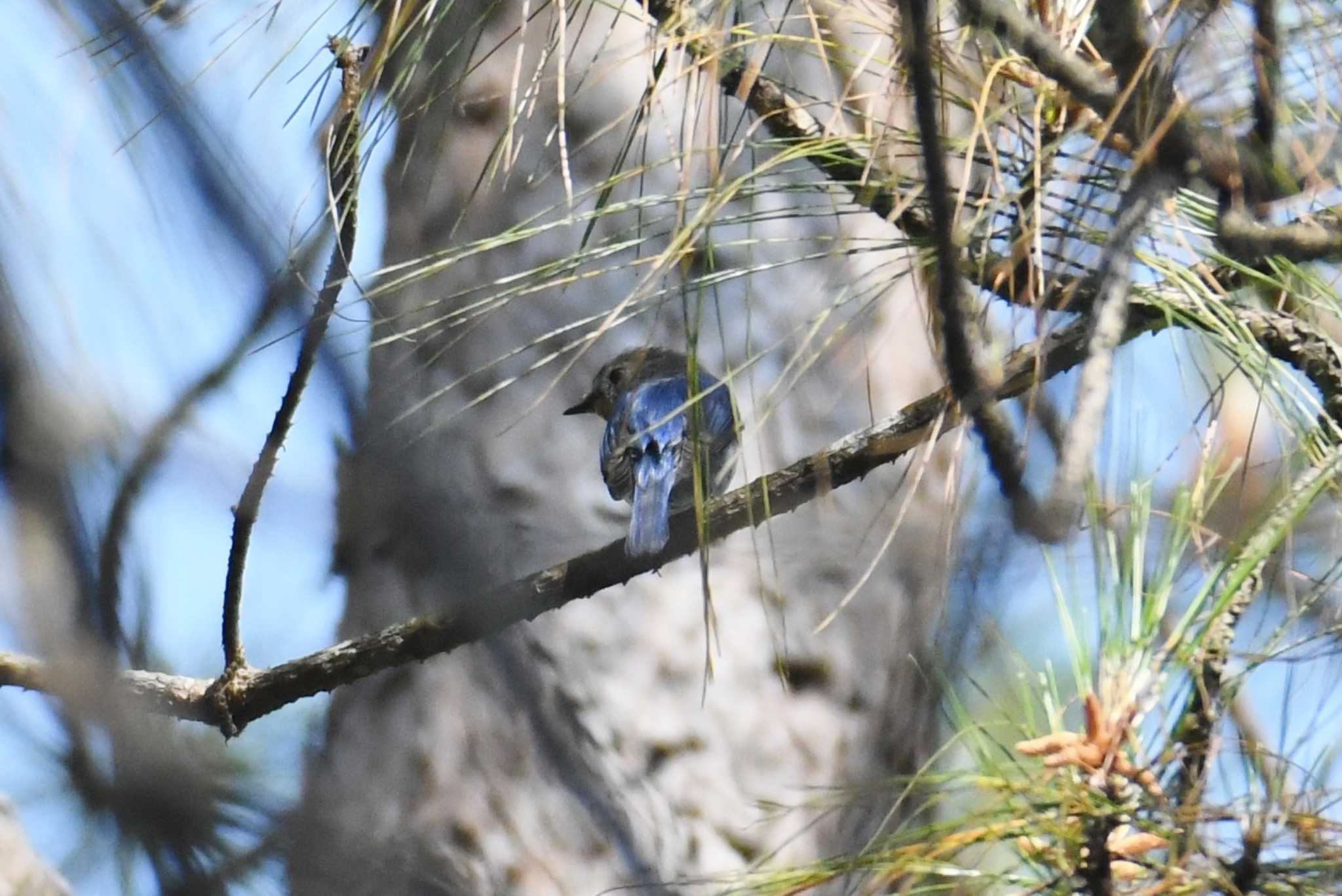 Doi Sanju サファイヤヒタキの写真 by あひる