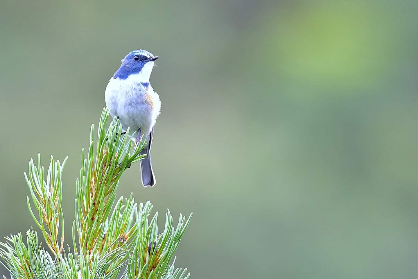 Red-flanked Bluetail