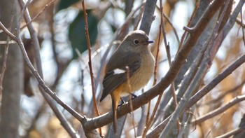 ジョウビタキ 奈良市水上池 2024年1月14日(日)