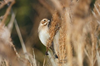 Common Reed Bunting 多摩川 Fri, 1/5/2024