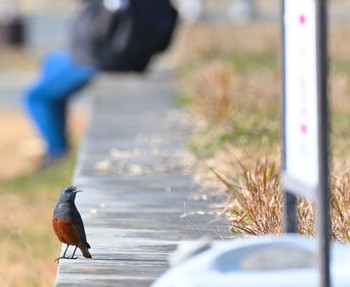 2023年12月30日(土) 平城宮跡の野鳥観察記録