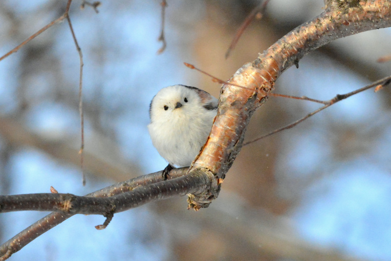 北海道 シマエナガの写真 by Markee Norman