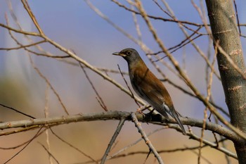 Pale Thrush 猪名川公園 Sat, 1/13/2024