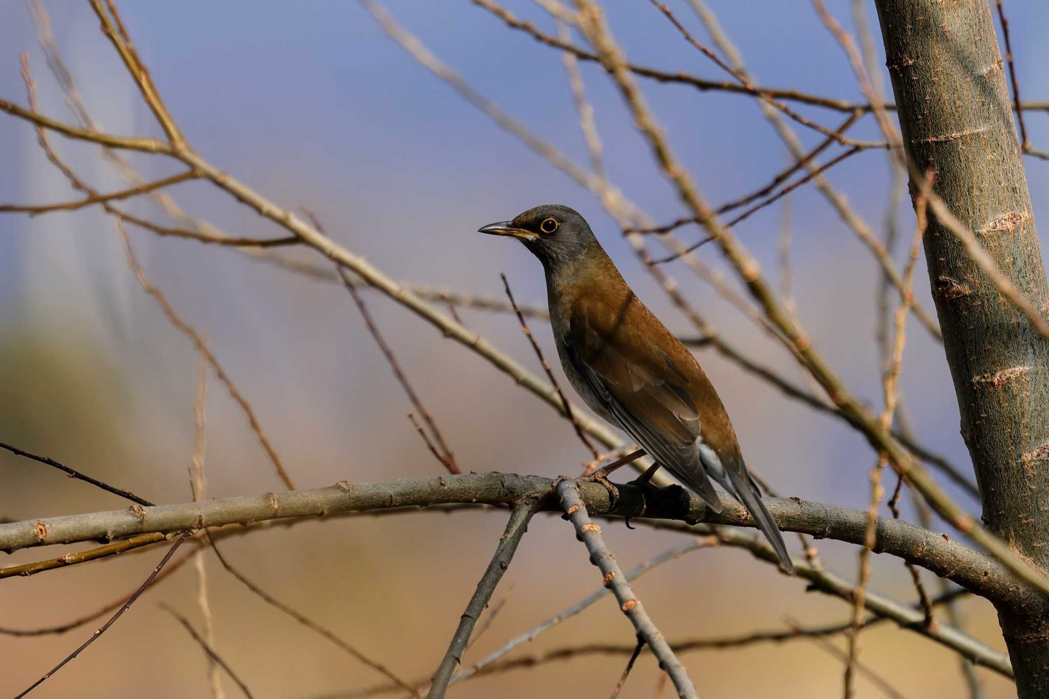 Photo of Pale Thrush at 猪名川公園 by トビトチヌ