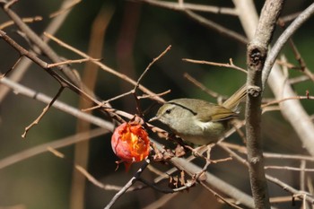 Japanese Bush Warbler きずきの森(北雲雀きずきの森) Wed, 1/17/2024