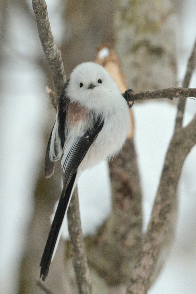 北海道 シマエナガの写真 by Markee Norman