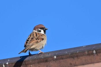 Eurasian Tree Sparrow さいたま市 Mon, 1/8/2024