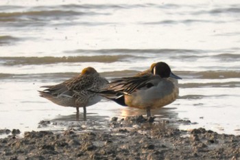 Northern Pintail Daijugarami Higashiyoka Coast Fri, 1/12/2024