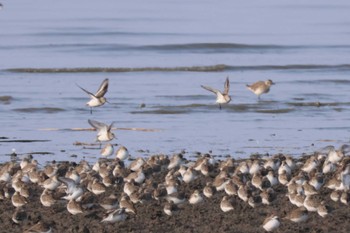 Dunlin Daijugarami Higashiyoka Coast Fri, 1/12/2024