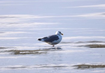 Vega Gull Daijugarami Higashiyoka Coast Fri, 1/12/2024