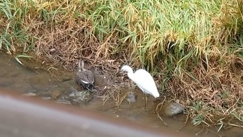 Little Egret 静岡市 Sat, 1/20/2024