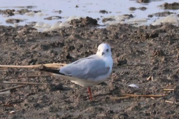 Saunders's Gull Daijugarami Higashiyoka Coast Fri, 1/12/2024