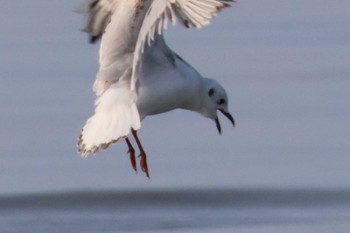 Black-headed Gull Daijugarami Higashiyoka Coast Fri, 1/12/2024