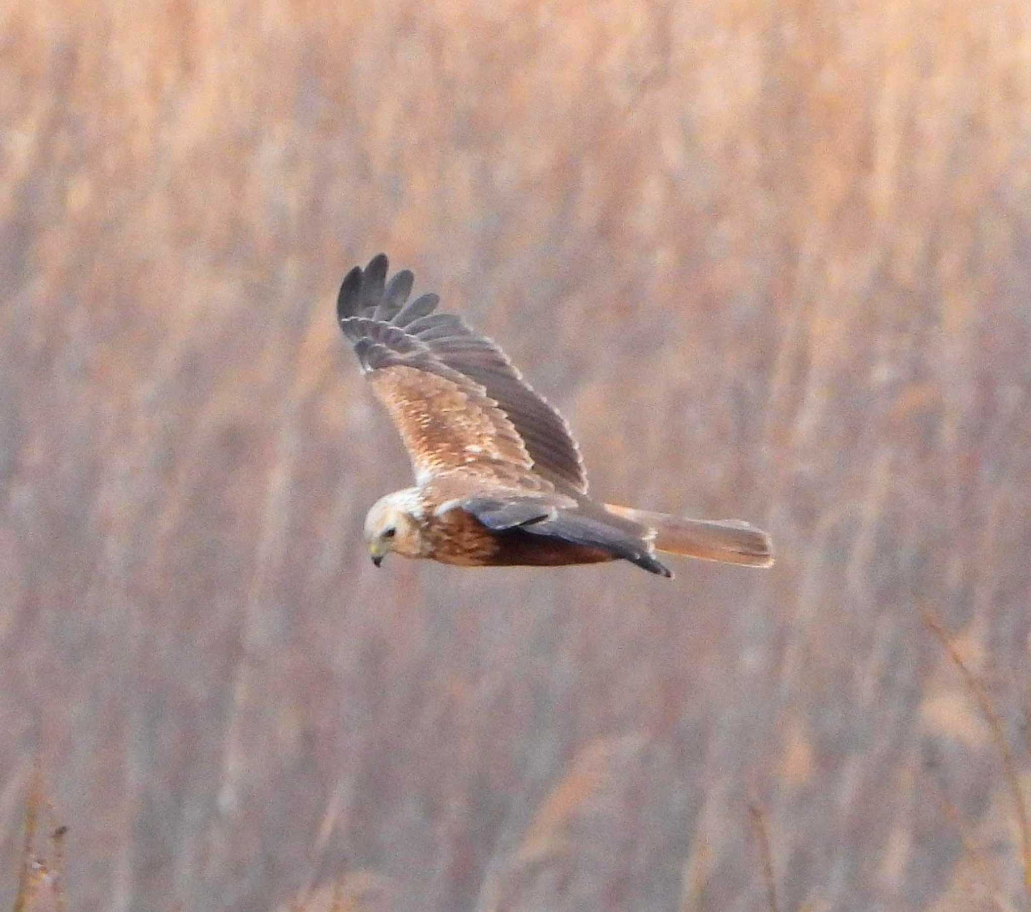 Photo of Eastern Marsh Harrier at  by サジタリウスの眼