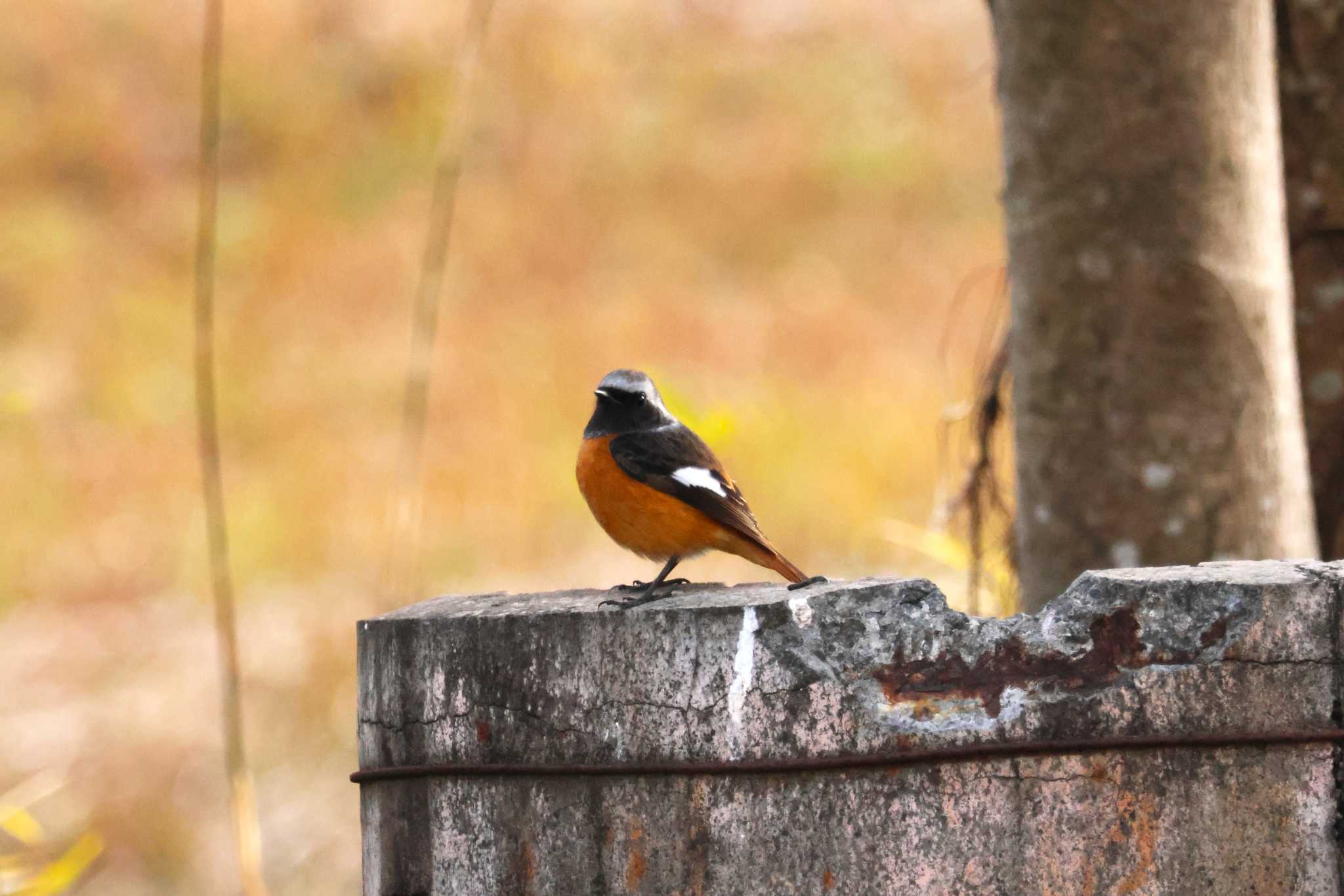 Photo of Daurian Redstart at 佐賀県 横武クリーク公園 by momochan