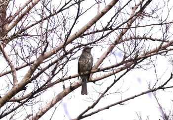 ヒヨドリ 佐賀県 横武クリーク公園 2024年1月12日(金)