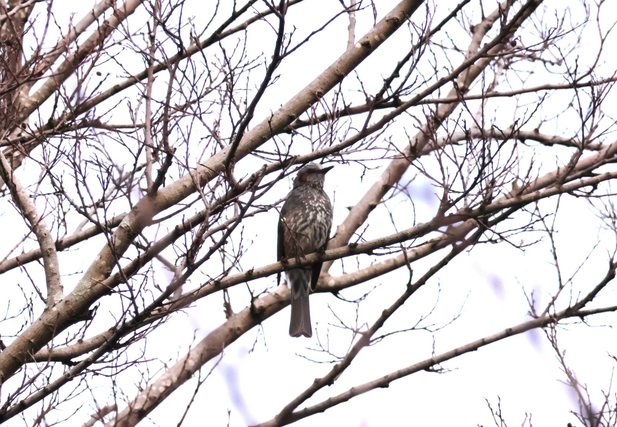 Photo of Brown-eared Bulbul at 佐賀県 横武クリーク公園 by momochan