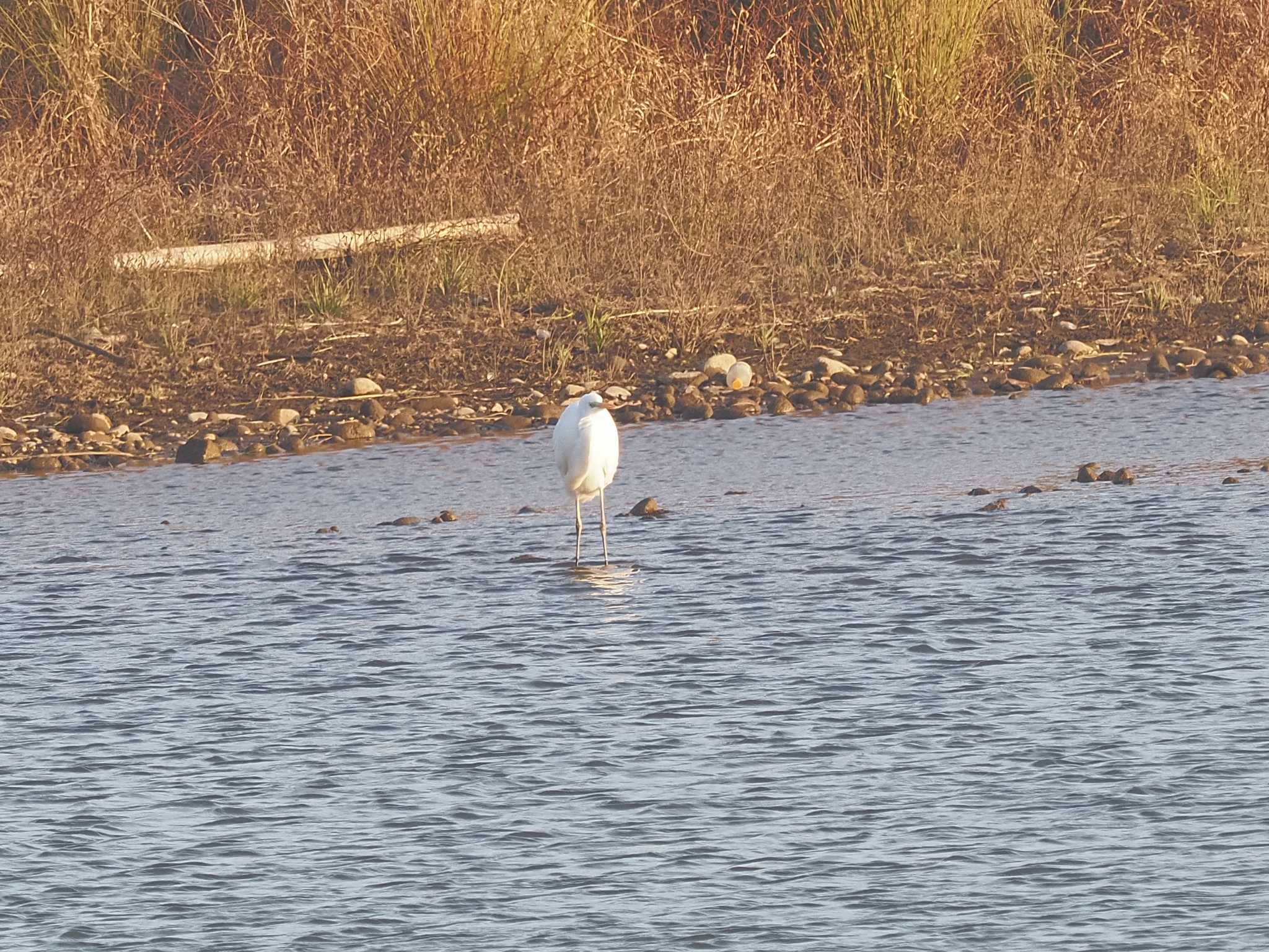 Photo of Great Egret at 笠松みなと公園 by MaNu猫